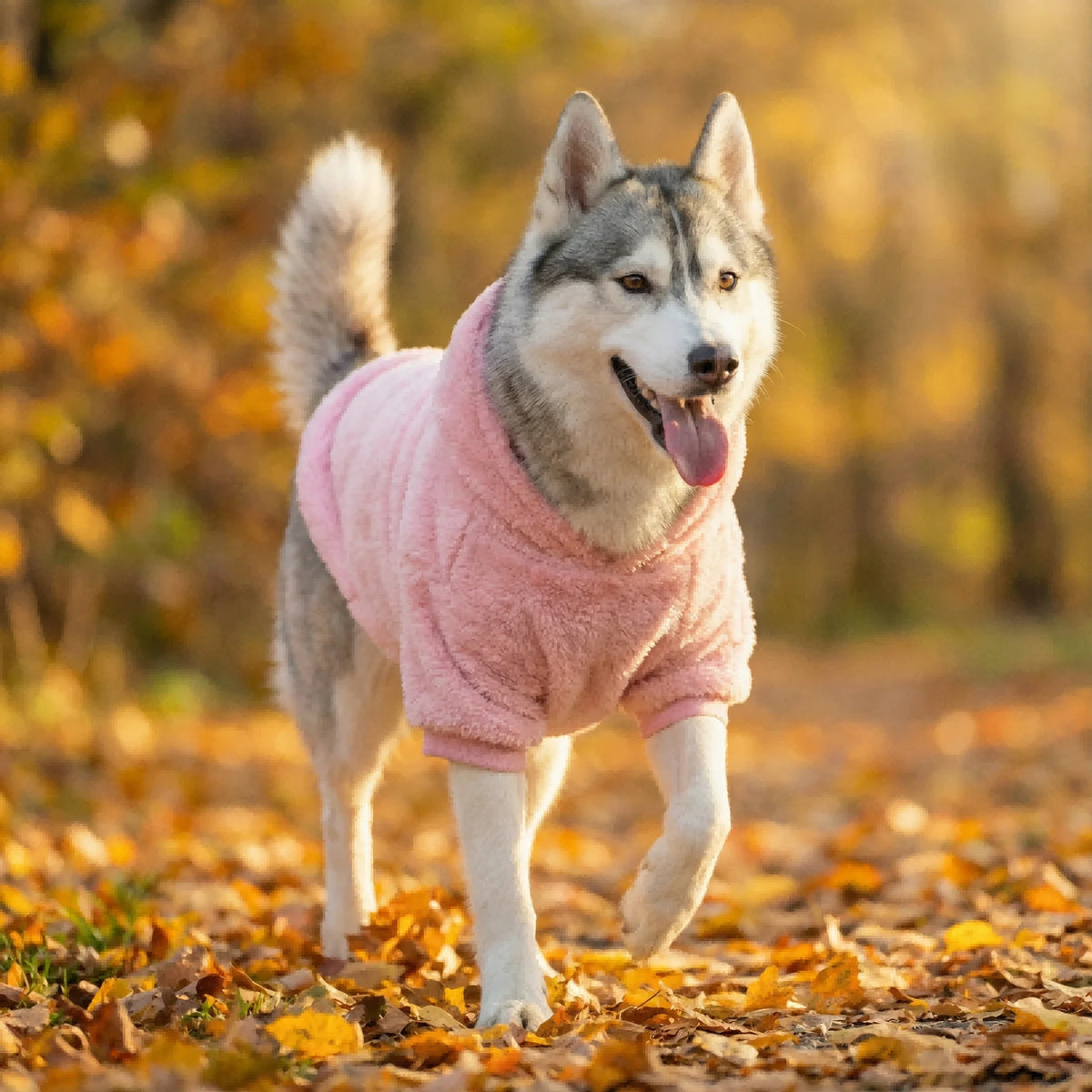 Dog Clothing for Winter - Medium & Large Dogs