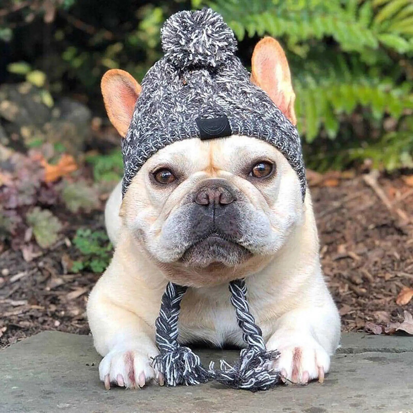 Winter Dog Hats