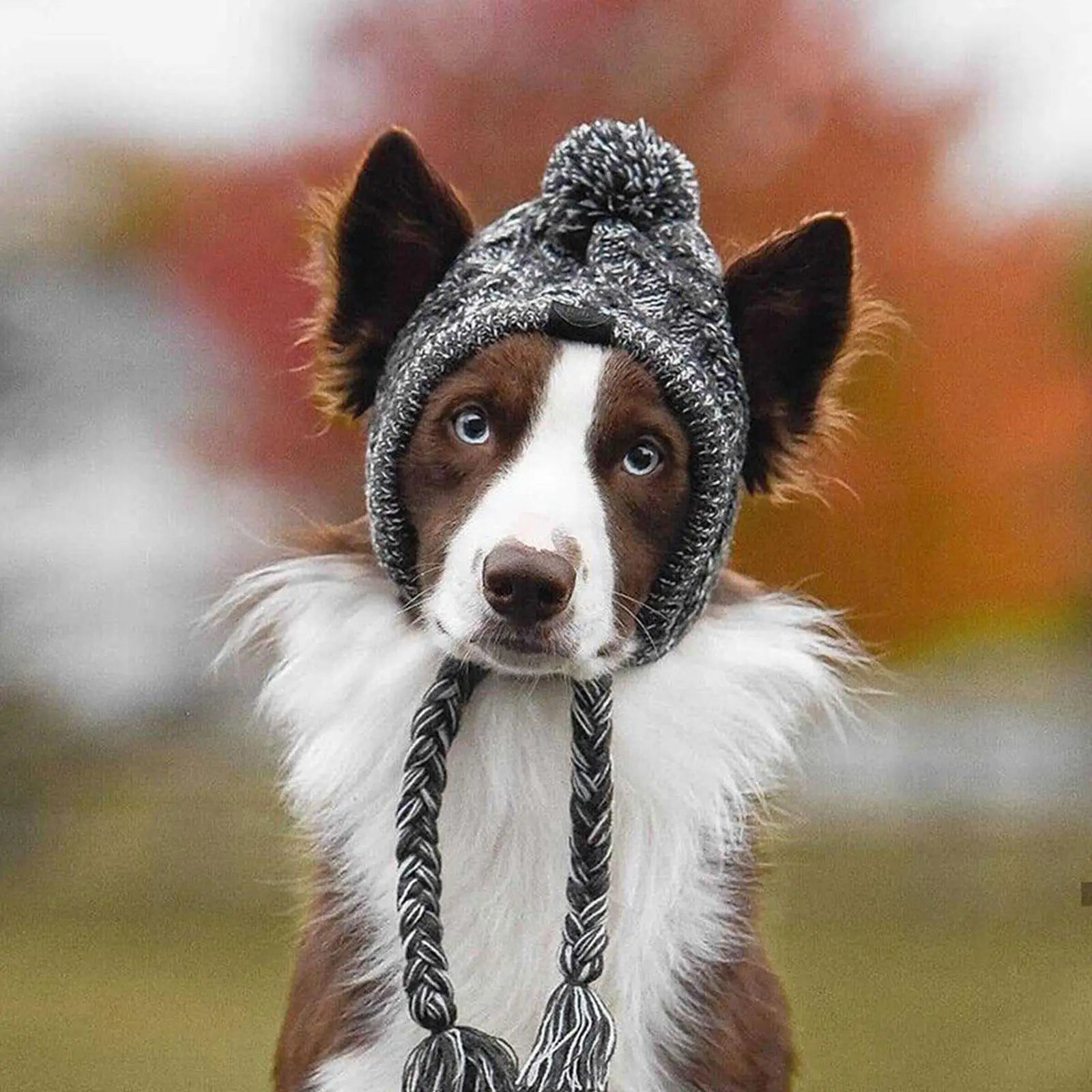 Winter Dog Hats