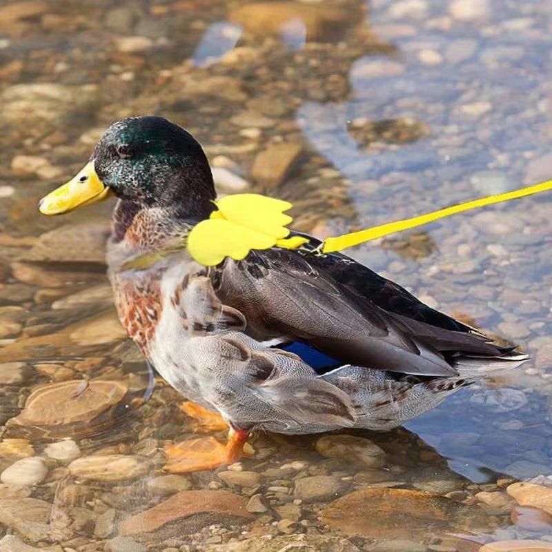 Cute Wing Duck Leash Pet Cat Harness