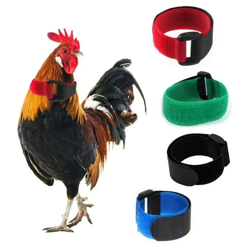 New Pet Chicken Collars Preventing Rooster Crowing