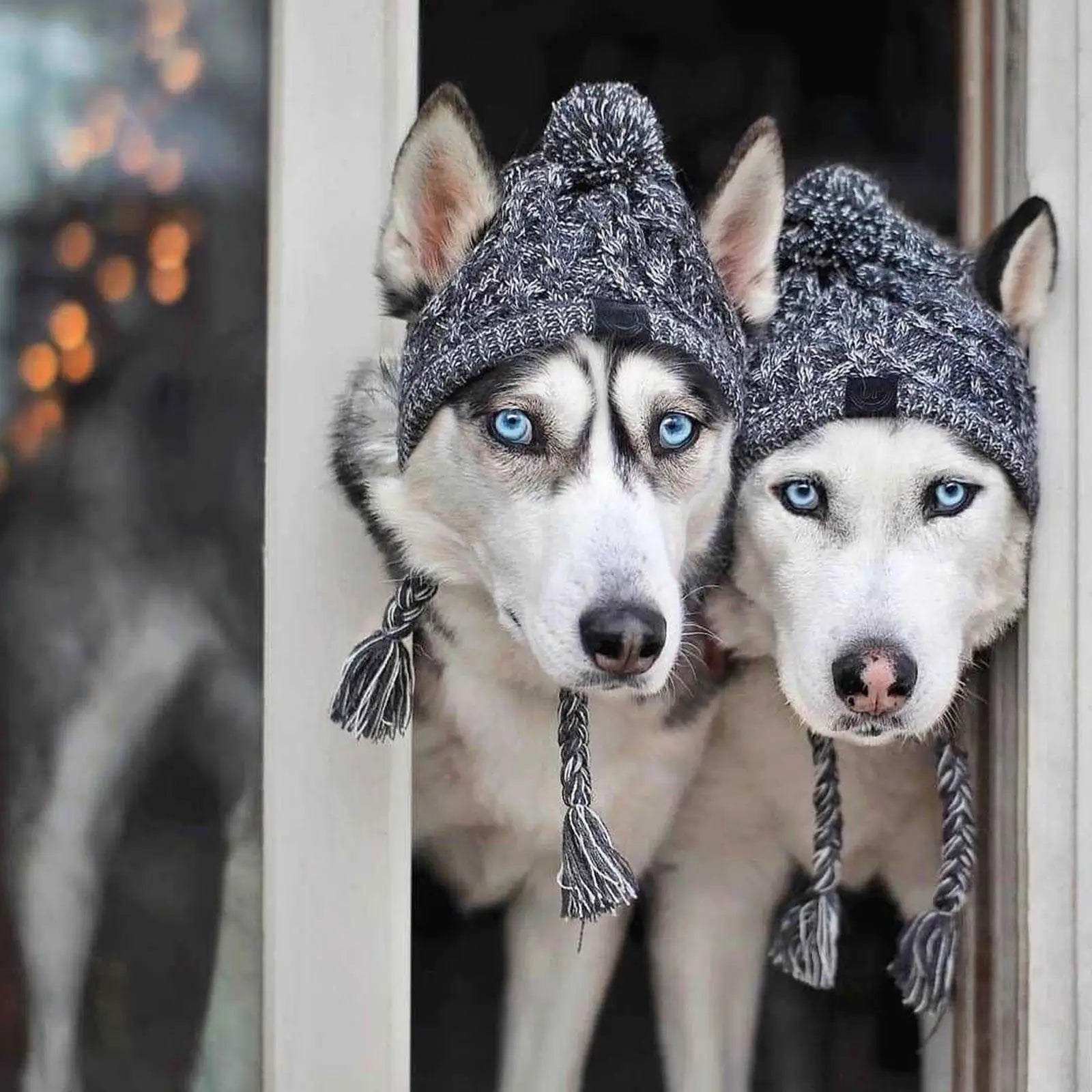 Winter Dog Hats