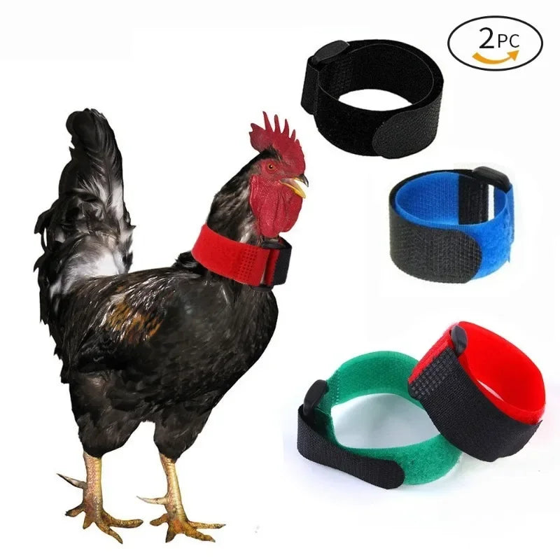 New Pet Chicken Collars Preventing Rooster Crowing